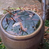 今日は午後から雨