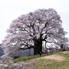 桜咲く　作州の旅
