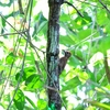 ハゲラ Smoky-brown Woodpecker