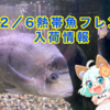 【入荷情報】12/6熱帯魚フレンド入荷情報