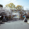 【写真】桜を見に賀集八幡神社（2023/04/01）