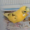 インコがケージに戻らない！その1