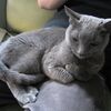 ロシとかアビとか書いてるけど