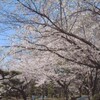 寂しくなった湯築城跡（道後公園）の桜