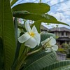 今年も咲いたプルメリア！