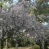 湯築城中段の枝垂桜