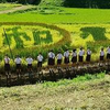 町野小学校の生徒さんがデザインした古代米アートが完成しました