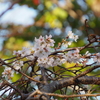 やっと撮ってきました十月桜「前編」