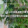 エバーフレッシュの成長速度が凄すぎる！剪定から17日の変化を記録
