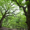 梅雨明けの奥物部遊山　結