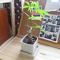 パキラとは 動植物の人気 最新記事を集めました はてな