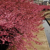 デジカメ徒然草　河津桜の季節