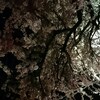 桜、咲いてました。