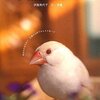 文鳥の時間―あなたに伝えたい文鳥からのフォトメッセージ