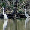 水ぬるむ牧野ヶ池