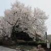 佐久の「桜」も満開に…。