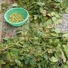 収穫ずれた枝豆