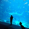 世界最大のサメ水槽