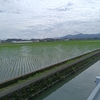 田植えが終わった風景