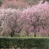 続）今年も梅の花が咲きだしています！！