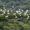マングローブ林を舞う白鷺の群れ