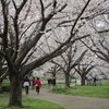 サクラ満開の引地川親水公園