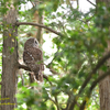 Ural owl