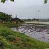 梅雨の中