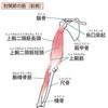 細い腕はもう嫌だ！すぐに実践できる上腕二頭筋トレーニング