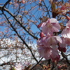 河津桜　その②