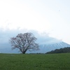 【観光】岩手県内の桜パトロール