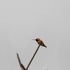 アレンハチドリ(Allen's Hummingbird)