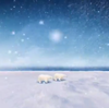 北極グマを救った、ロシアの”0円”プロモーション