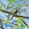 今シーズンの初夏鳥　オオルリ