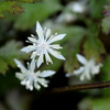 セリバオウレン：芹葉黄蓮