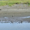 ホウロクシギと…