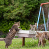 玄界灘離島のねこさん