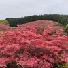 葛城山のツツジ「一目百万本」