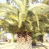 「桃の節句」のカナリー椰子