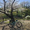 近場⋯さくら③