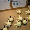 菌類のふしぎ展が「かわいい」らしい