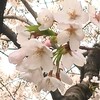 さくら～さくら～　🌸
