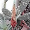 アロエの花