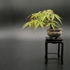 ■モミジ　Japanese Maple