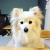 【ライフ】犬がいてくれて良かった