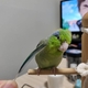 今週の🐦もぐまめ㉙ #インコ