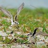 鳥見休みの番外編　２羽のシロチドリ