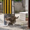 地元住宅街のねこさん
