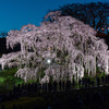 【福島の桜2024】三春町桜めぐり・その２–– 町南部の銘木を巡る。滝桜にも行ったよ！