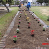 花壇の花植実施しました。